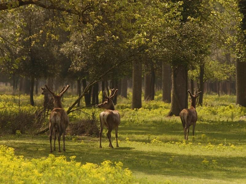 Il Dosso Agriturismo Codigoro Dış mekan fotoğraf