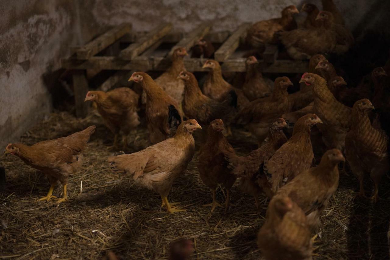 Il Dosso Agriturismo Codigoro Dış mekan fotoğraf