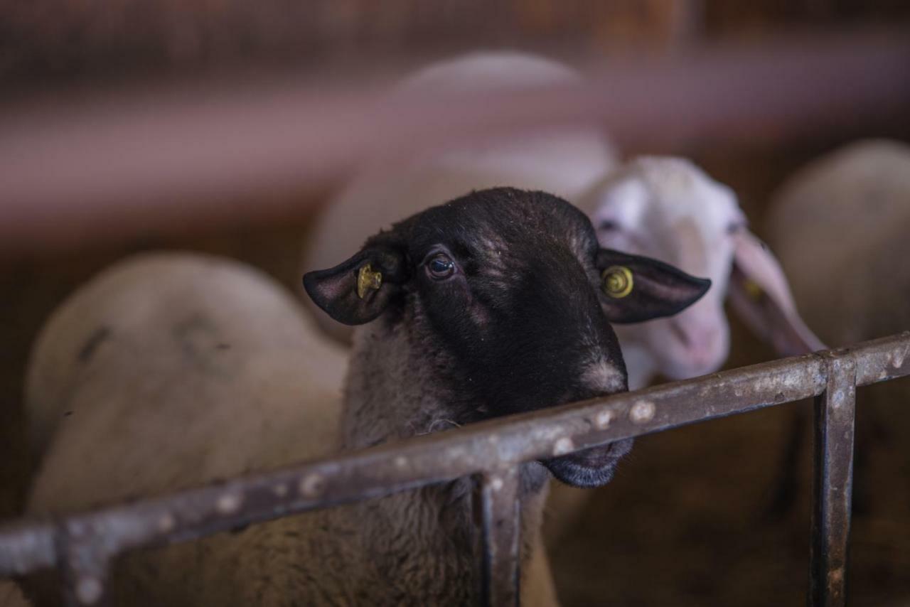 Il Dosso Agriturismo Codigoro Dış mekan fotoğraf